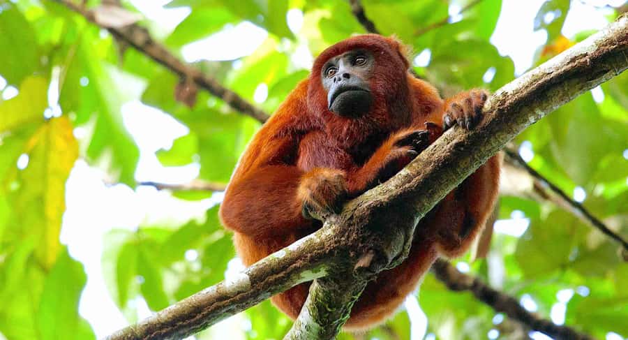 Tambopata: Zipline Adventure & Kayak to Monkey Island - Key points before you book