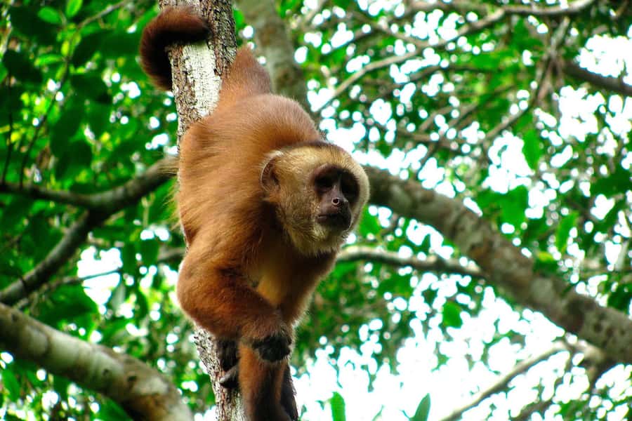 Tambopata: Zipline Adventure & Kayak to Monkey Island - Monkey Island and the capuchin encounter