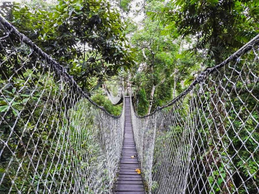Tambopata: Zipline Adventure & Kayak to Monkey Island - Safety, timing, and what to bring