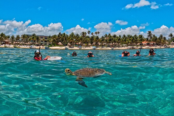 Turtle Snorkeling and Jungle Adventure with Cenote - Two very different worlds in one day