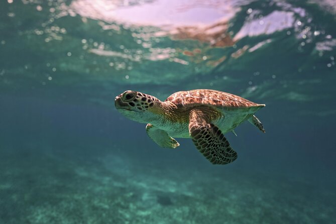 Turtle Snorkeling and Jungle Adventure with Cenote - A small group changes the feel