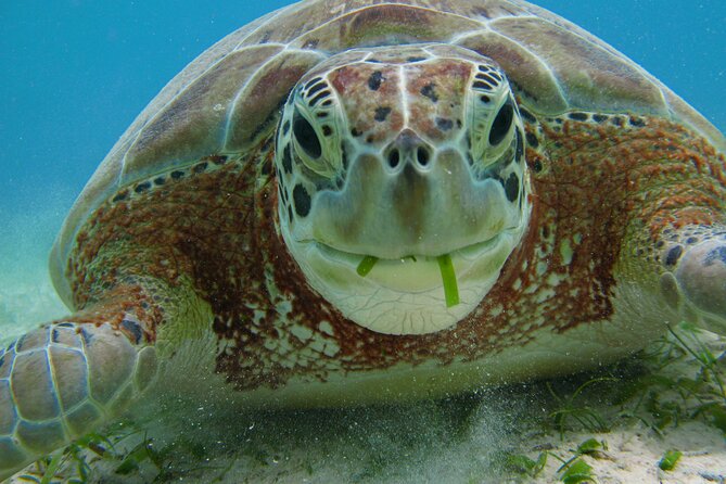 Turtle Snorkeling and Jungle Adventure with Cenote - Lunch, water, and the real price