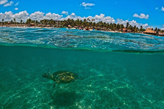 Turtle Snorkeling and Jungle Adventure with Cenote - The sunscreen rule is not a small detail