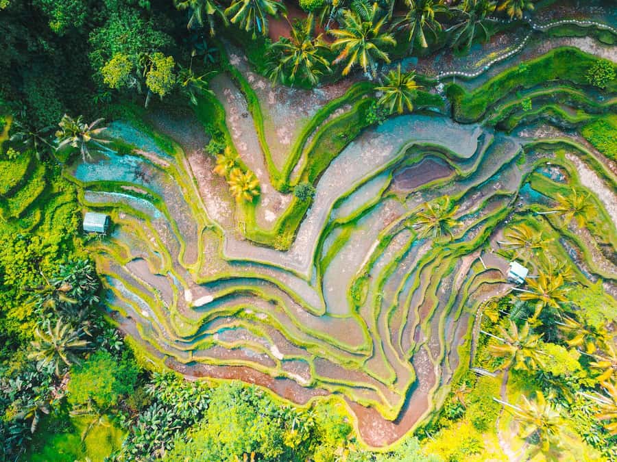 Ubud 3-in-1: Swing, Zipline & SkyBike Adventure - Tegallalang adds a second rice terrace stop