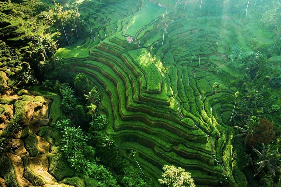 Ubud 3-in-1: Swing, Zipline & SkyBike Adventure - A private driver changes how the day feels