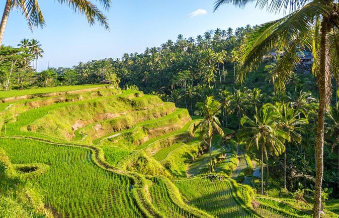 Ubud Rice terrace,Zip-line and waterfall - A Full Ubud Day With Three Different Rhythms