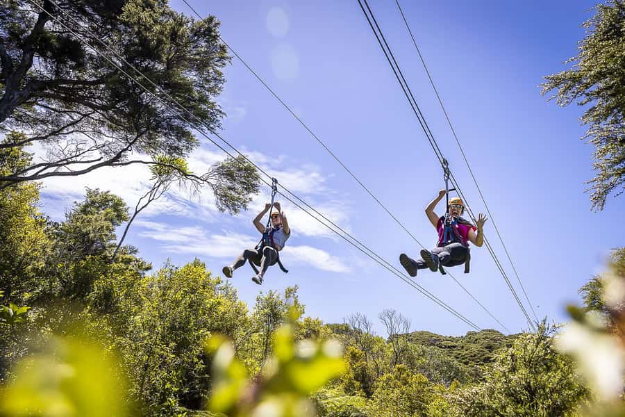 Waiheke Island: Zipline and Native Forest Adventure Trip - Key points to know before you book