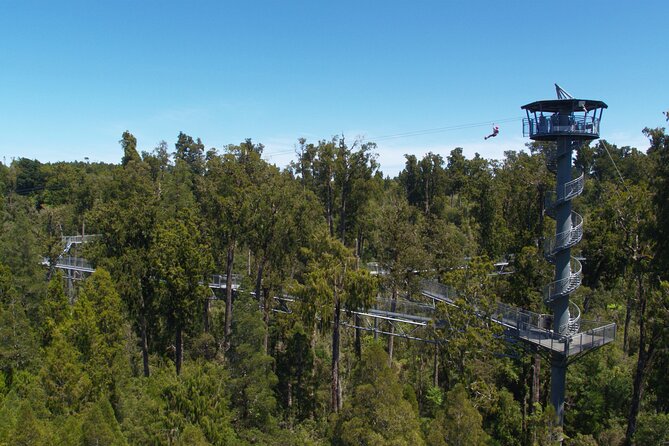 West Coast Tower Zipline & Treetop Walk Combo - How the $74.47 price measures up