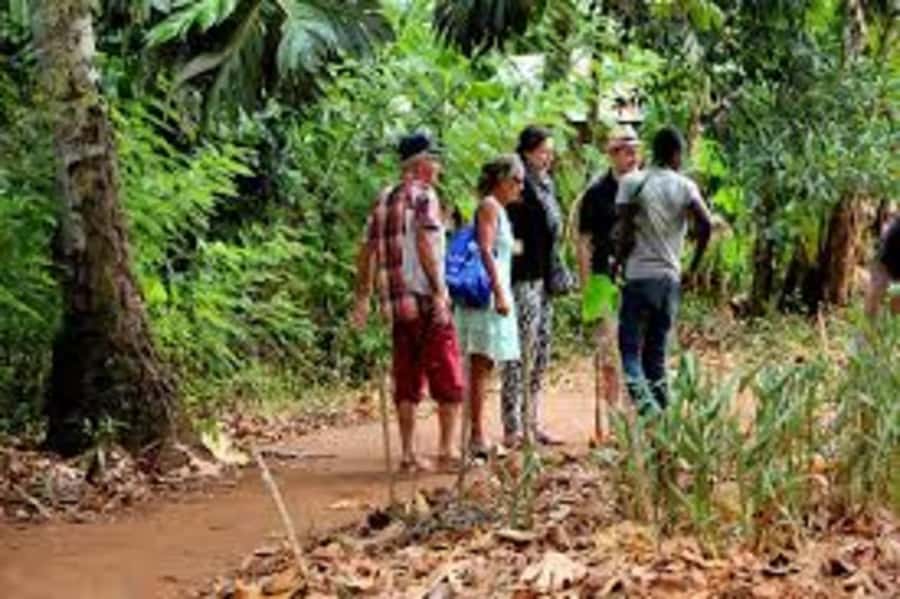 Zanzibar: Zipline Adventure At Masingini Forest - Is $130 Good Value?