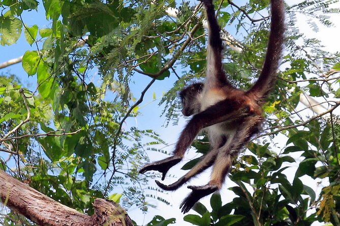 Zip lining and Canoe Monkey jungle in Tulum - Swimming in a sacred cenote