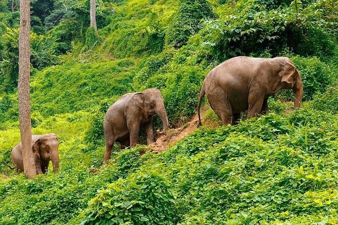 Zipline Experience in Phuket - What the strongest praise tells you