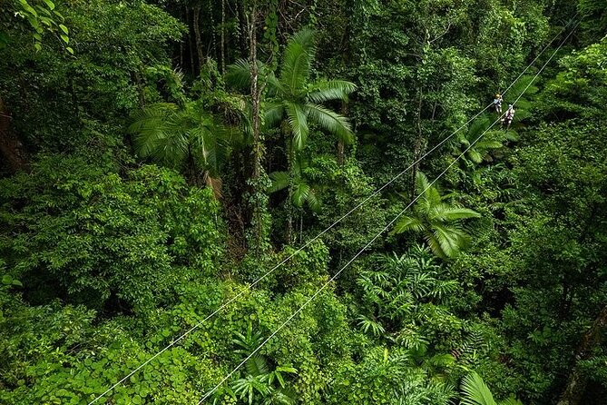 Ziplining Cape Tribulation with Treetops Adventures - Key points at a glance