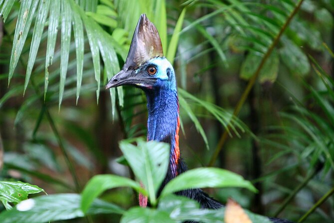 Ziplining Cape Tribulation with Treetops Adventures - How it compares with a ground-level rainforest visit