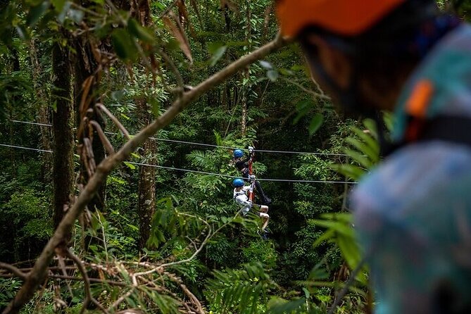 Ziplining Cape Tribulation with Treetops Adventures - Guides, safety, and the small-group advantage